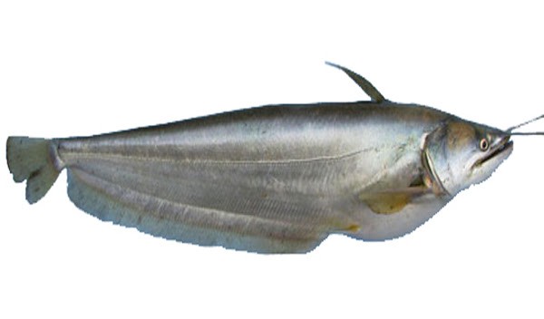 Boyal Fish 500 gm